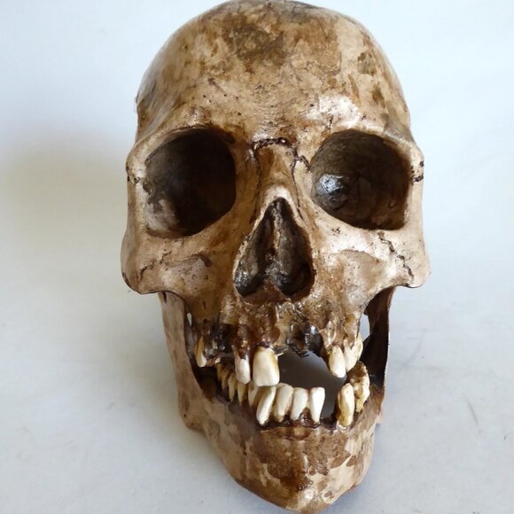 NEW ARTISAN HANDCRAFTED REALISTIC HUMAN SKULL WITH JAW HALLOWEEN PROP ODDITY - Picture 2 of 11